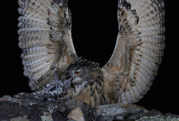 Aves de Rapina - Exposição fotográfica
