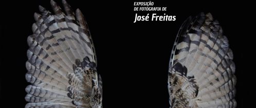 Aves de Rapina, Exposição Fotográfica